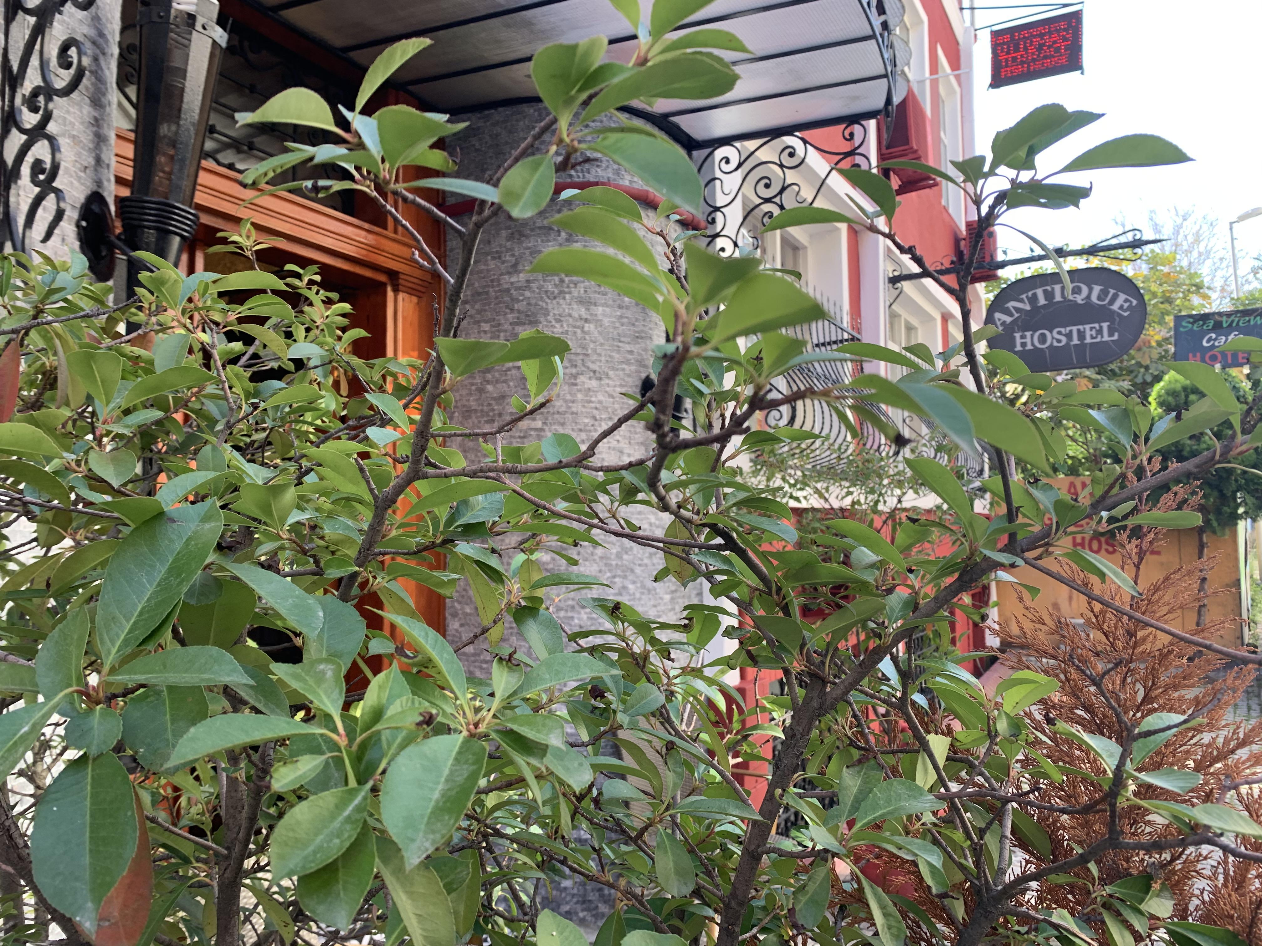 Antique Auberge de jeunesse *